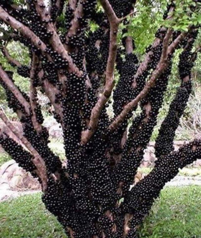 São Roque Fazenda Carpas Douradas 빌라 외부 사진